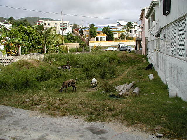 Goats were abundant