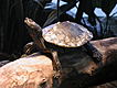 Turtle getting a tan