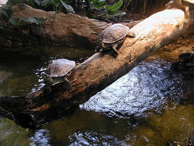 Kilpikonnat ottavat aurinkoa