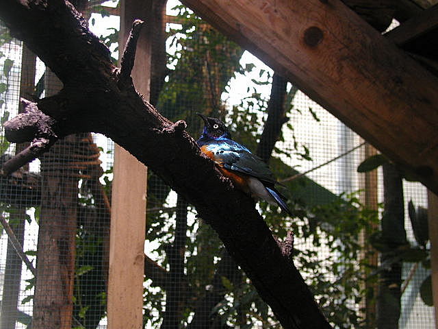 Haus Des Meeres - Viidakko-osaston lintu