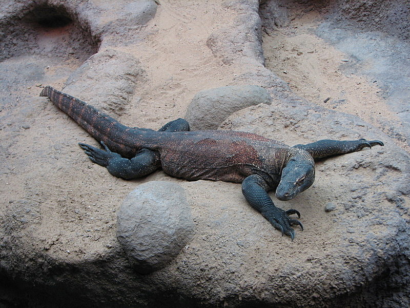 Big lizard at Prague zoo