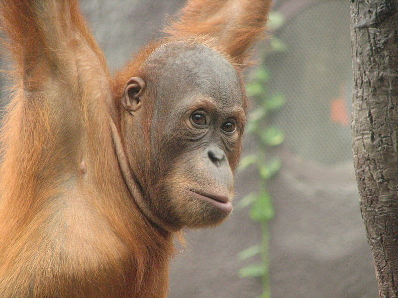 Prague Zoo - Apes