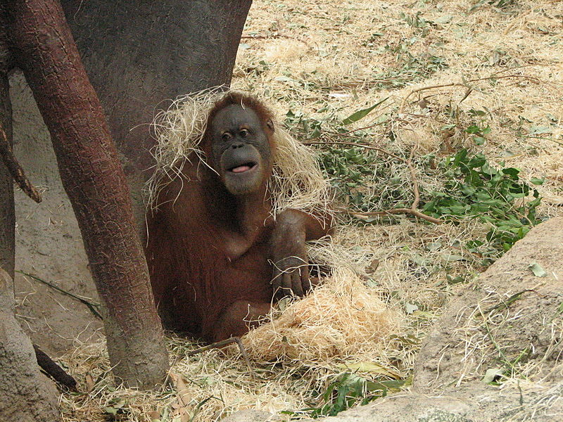 Prague Zoo - Apes