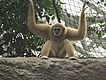 Prague Zoo - Monkeys