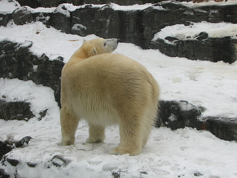 Prague Zoo - Polar bear
