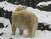 Prague Zoo - Polar bear