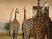 Prague Zoo - Giraffes