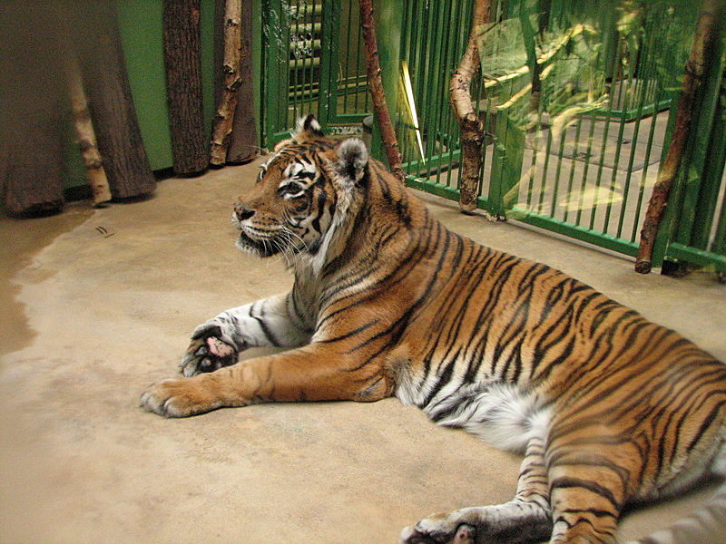 Prague Zoo - Tiger