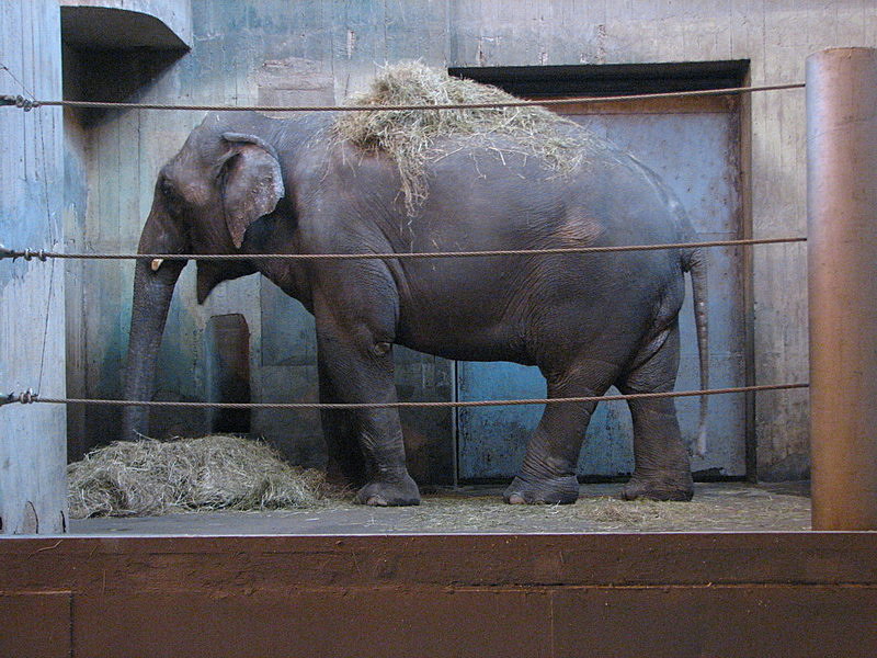 Prague Zoo - Elephant