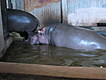 Hippos on way to lunch
