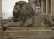 Lion at St George's Hall, Liverpool