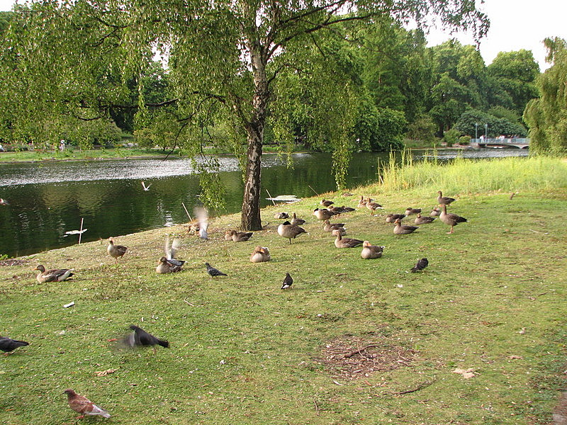 Ducks at St James's Park