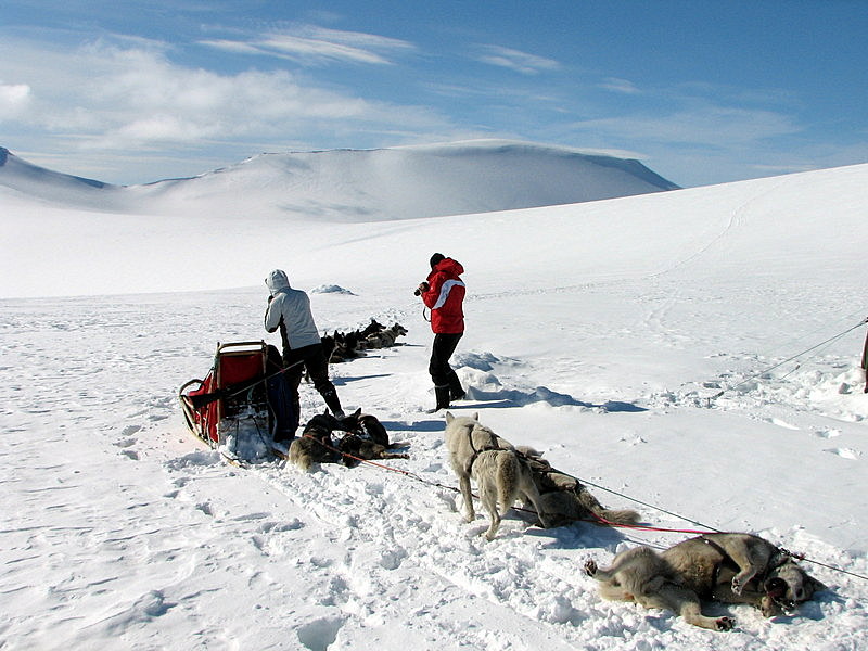 Dog sledding. A short rest for the dogs.
