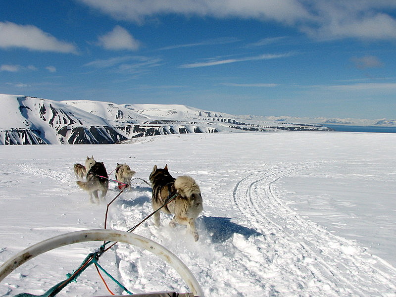 Dog sledding on the glacier.