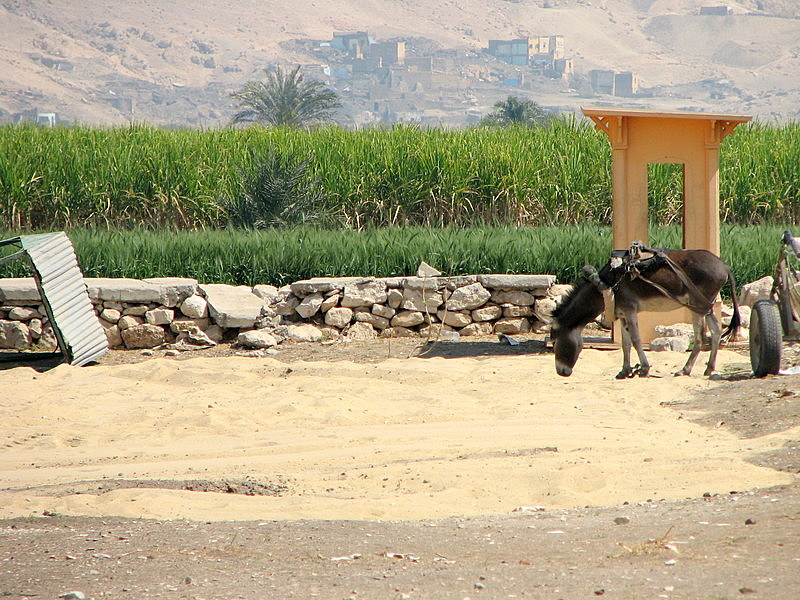 Donkey at Colossi of Memnon