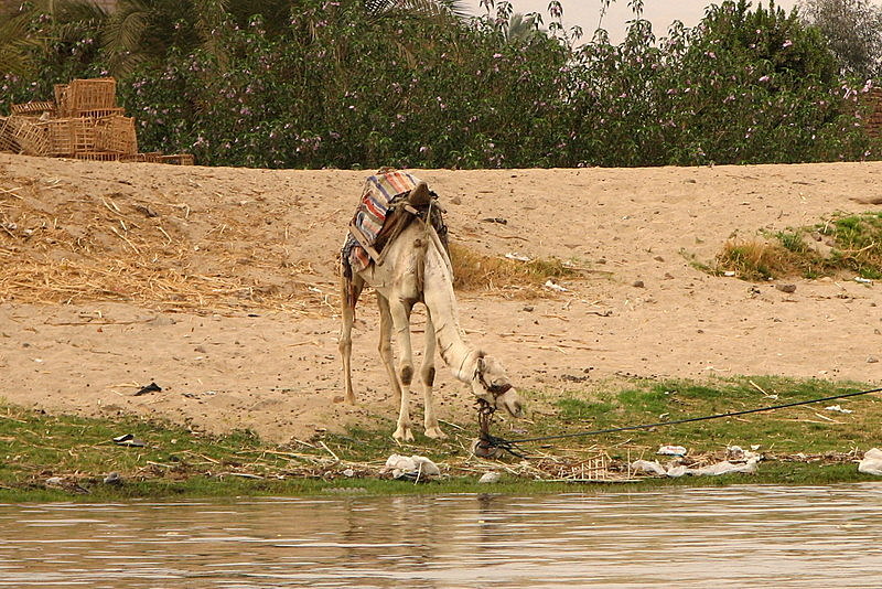 Camel at Nile