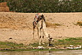 Camel at Nile