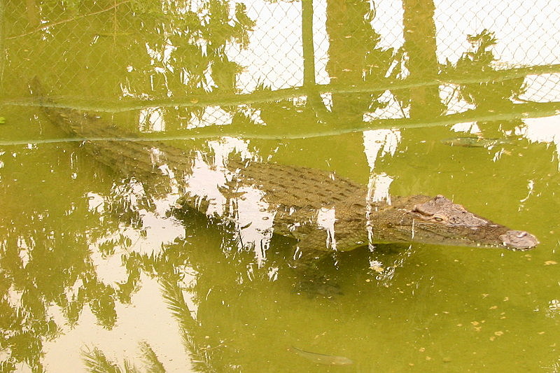 Croc of Crocodile Island
