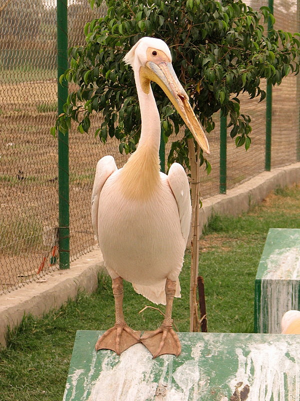 Pelican with broken beak
