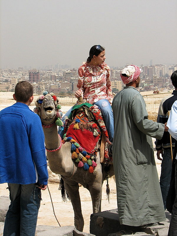 Camel at The Pyramids