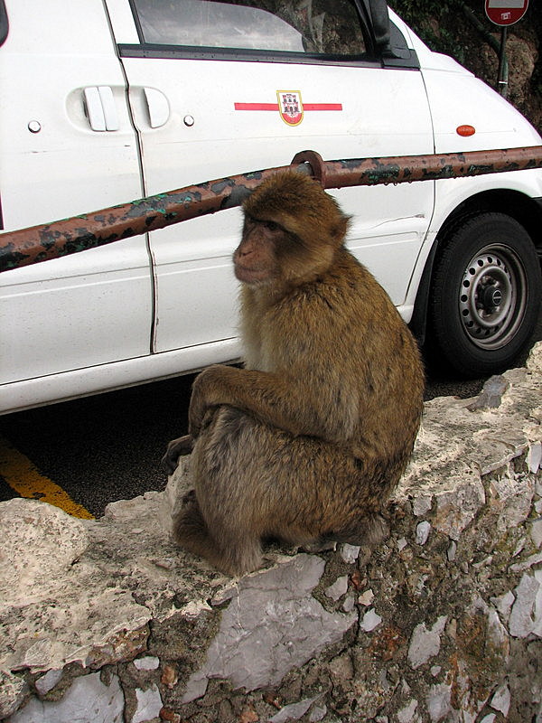 Barbary ape of Gibraltar