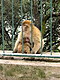 Barbary apes of Gibraltar