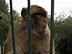 Barbary ape of Gibraltar