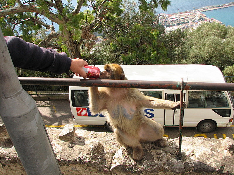 Barbary ape having a coke