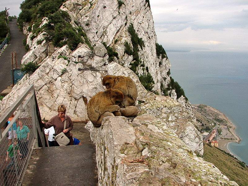 Barbary apes of Gibraltar