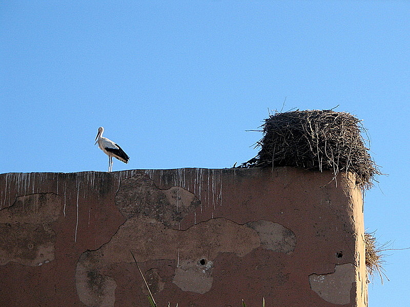 Marrakesh - Stork nest