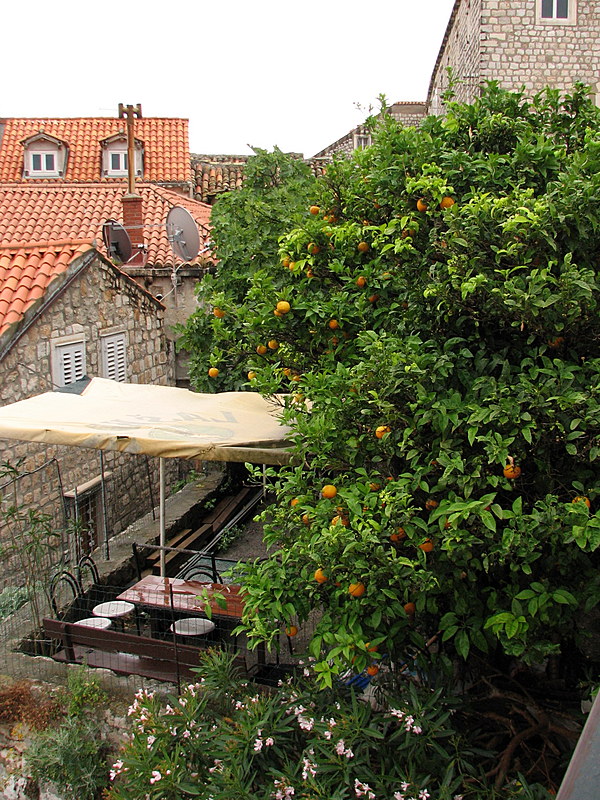 Orange trees in Old Town