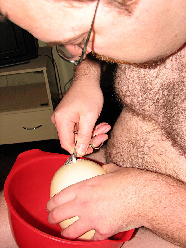 Cracking an ostrich egg